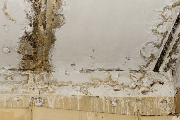 Best Ceiling water damage repair  in Whiteville, TN