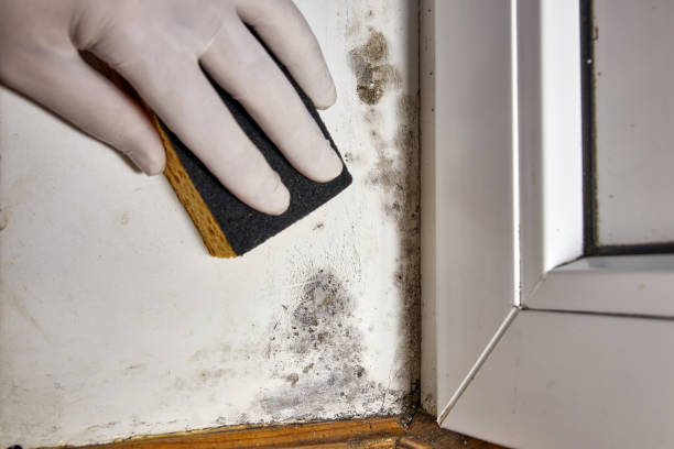 Best Mold removal after water damage  in Whiteville, TN